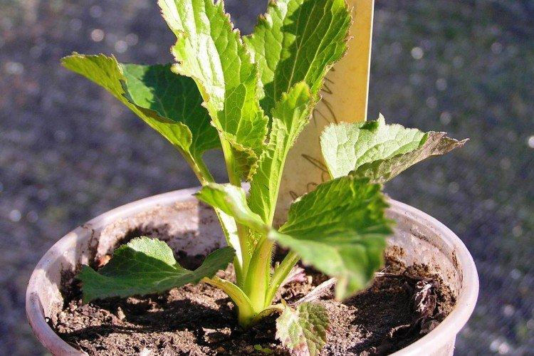 Plantation et sélection