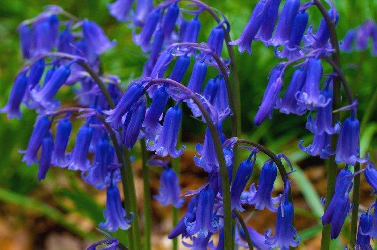 Ravageurs et maladies des campanules