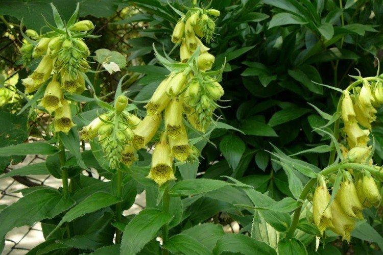 Digitale à grandes fleurs