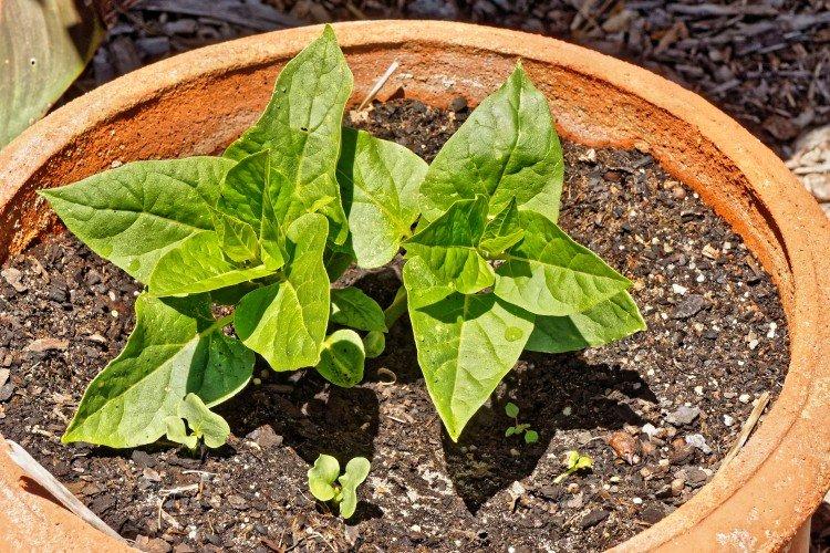 Plantation et sélection