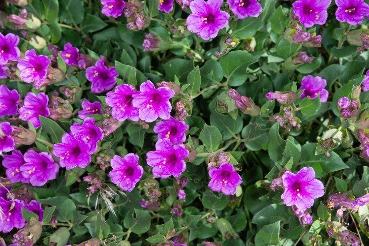 Mirabilis à fleurs multiples