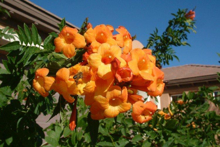 Plantation et sélection