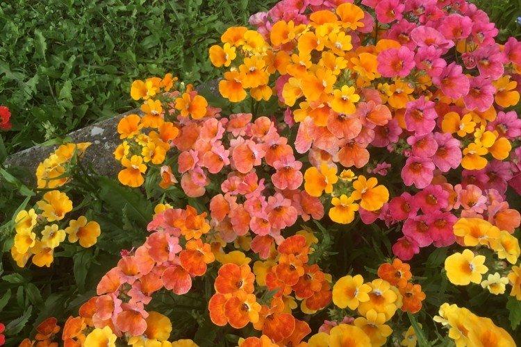 Maladies et ravageurs de la némésie