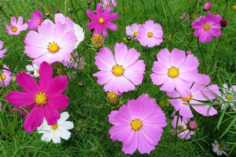 Engrais et alimentation