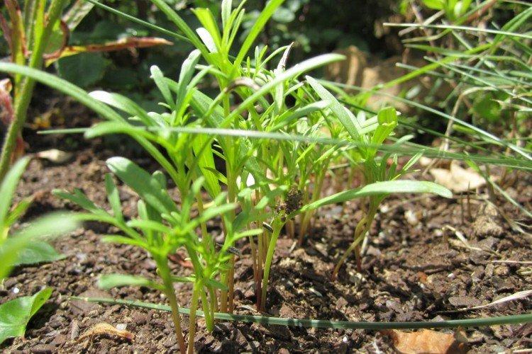 Plantation et sélection