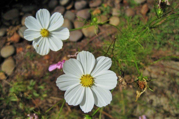 Ravageurs et maladies du cosmos
