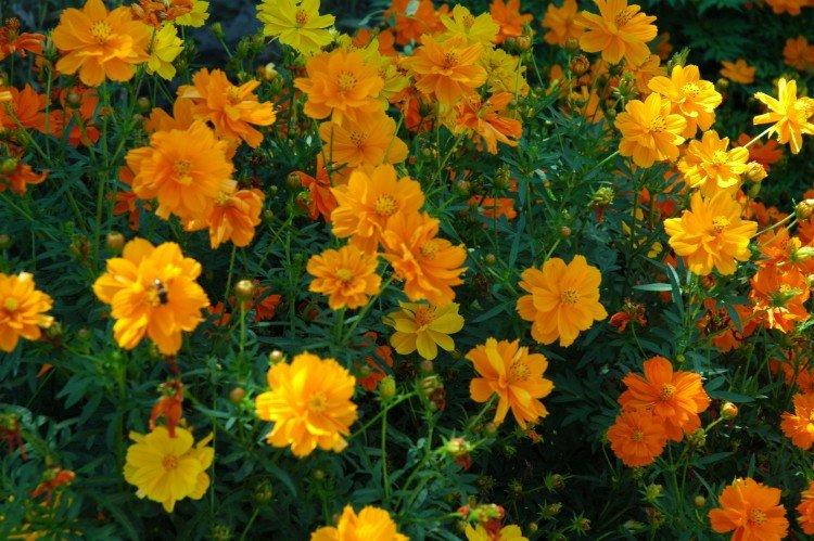 Kosmeya jaune de soufre