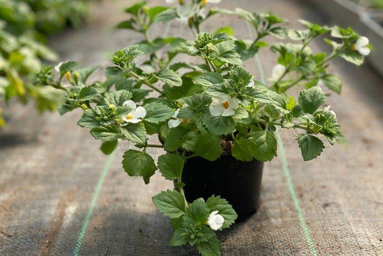 Ravageurs et maladies du bacopa