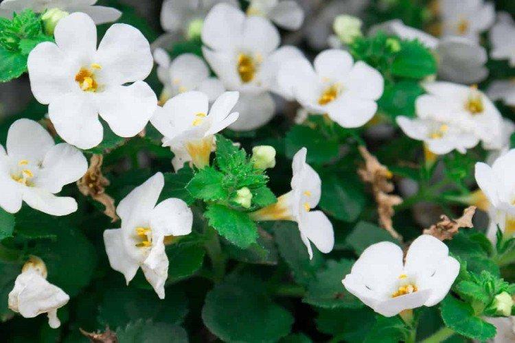 Bacopa - photo