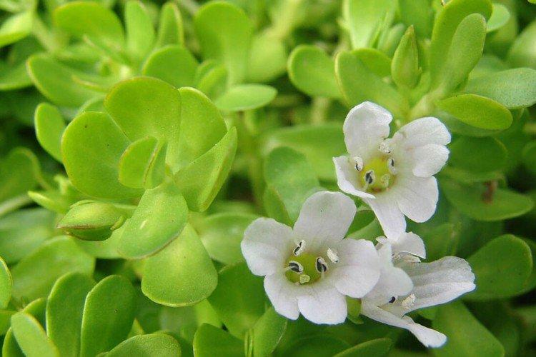 Bacopa - photo