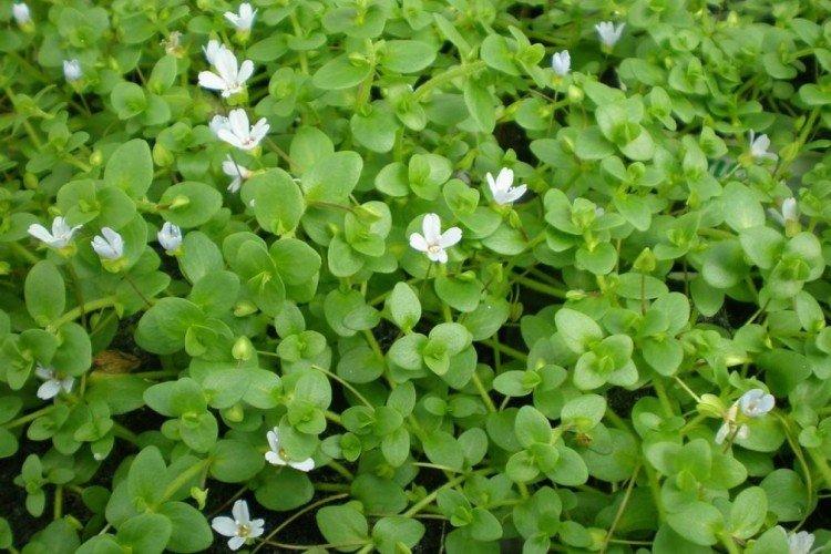 Bacopa australien