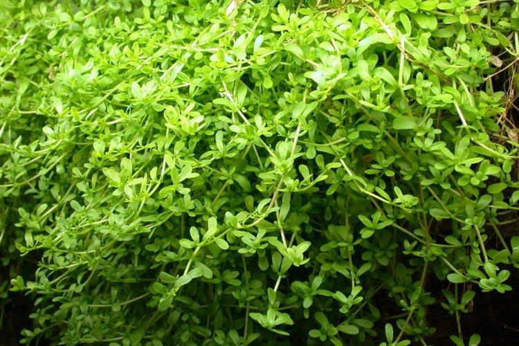 Bacopa sous-dimensionné