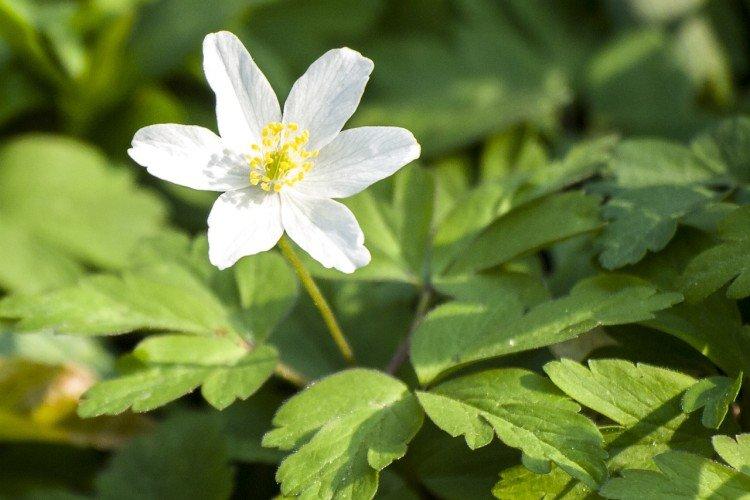 Période de dormance