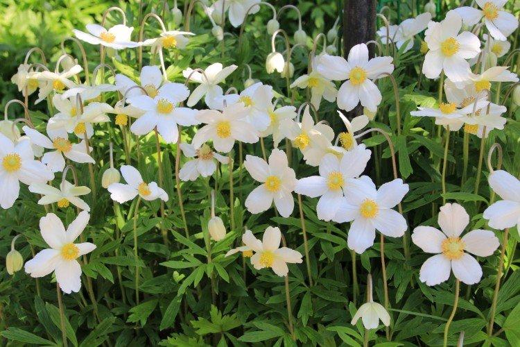 Anémone des forêts