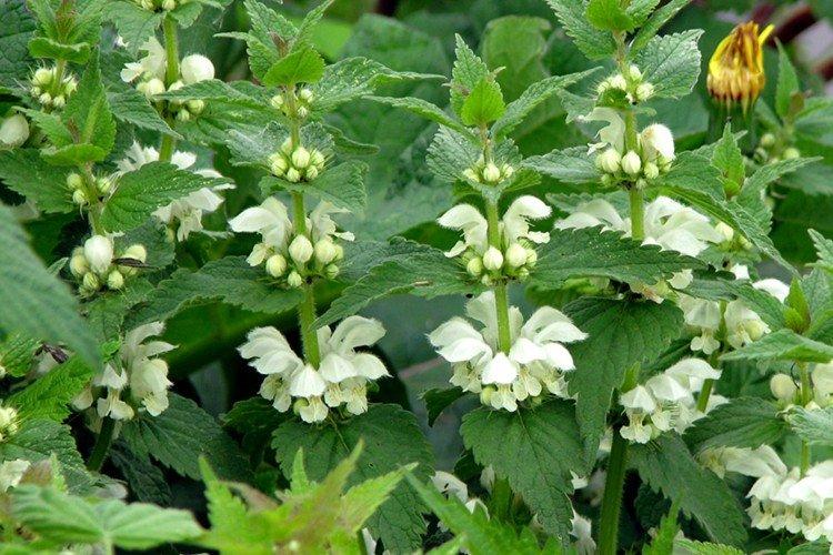 Engrais et alimentation