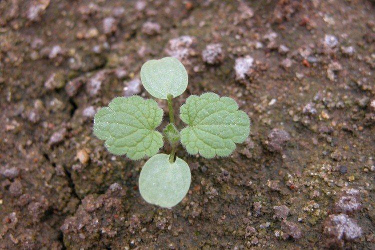 Plantation et sélection