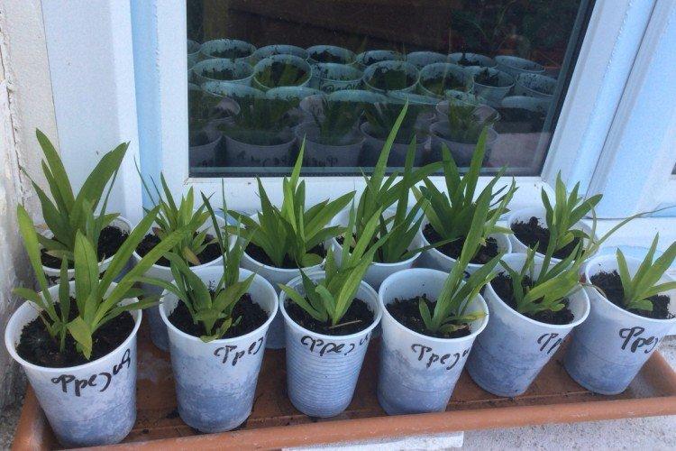 Plantation et sélection