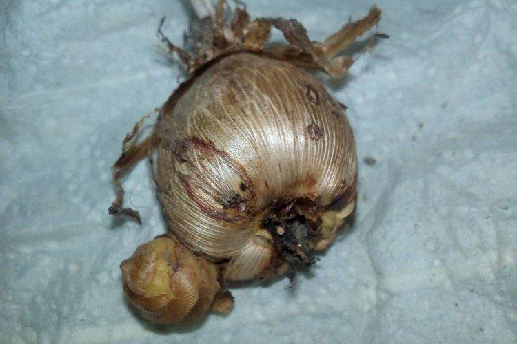 Ravageurs et maladies du freesia