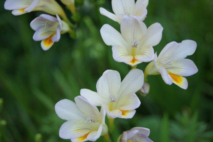 Freesia - photo