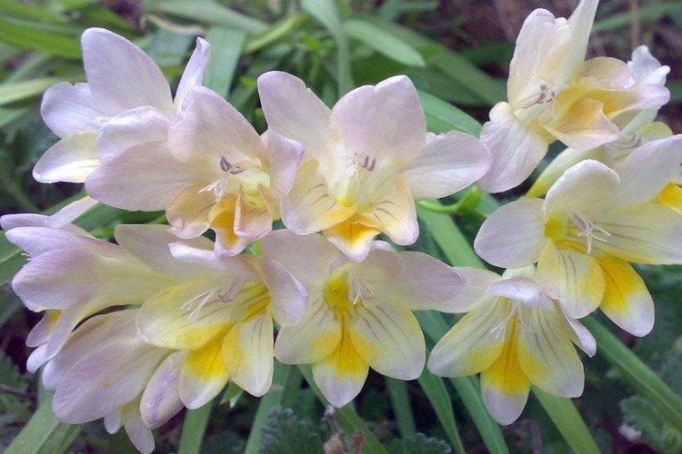 Freesia - photo