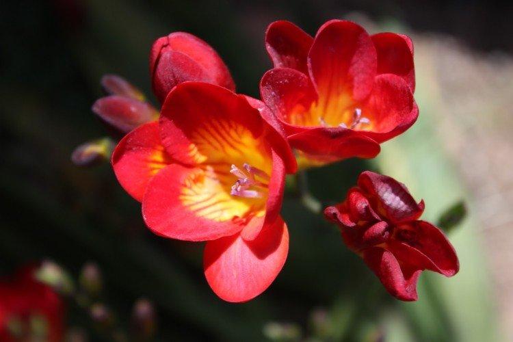 Freesia - photo