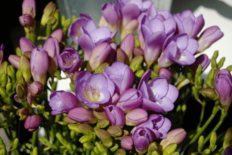 Freesia - photo
