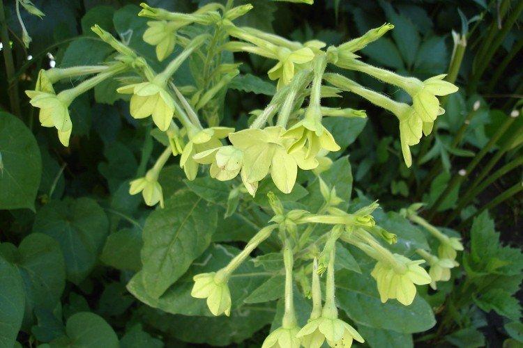 Tabac parfumé - photo