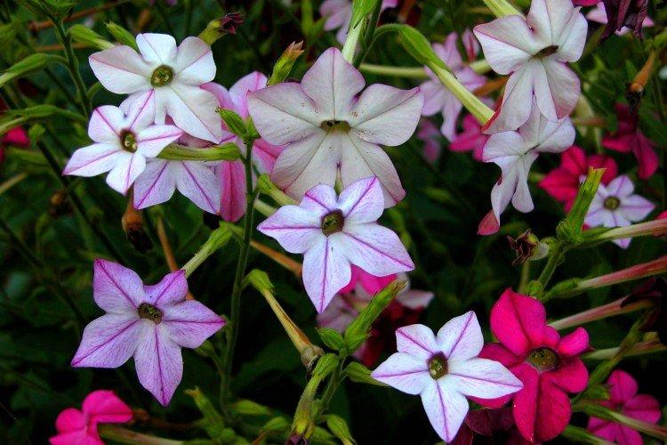 Tabac parfumé - photo