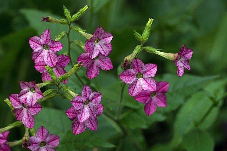Tabac parfumé - photo