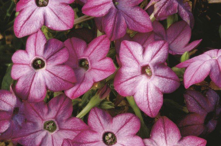 Tabac parfumé - photo