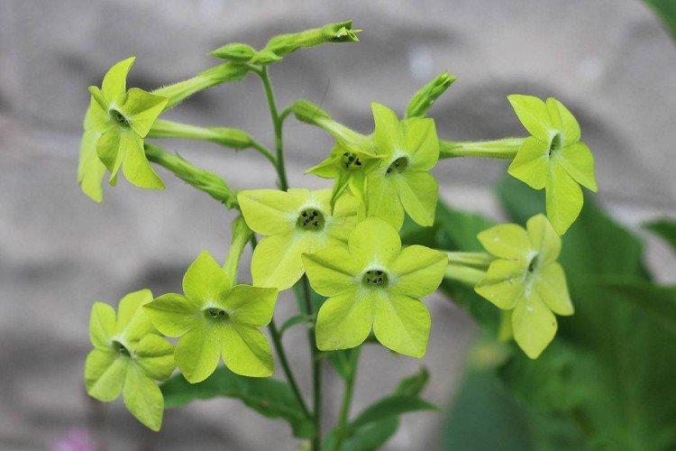 Tabac parfumé - photo