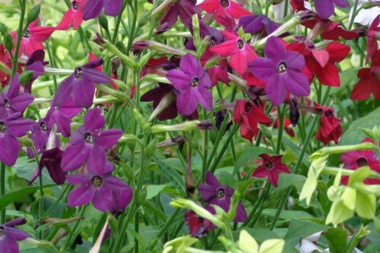 Tabac parfumé - photo