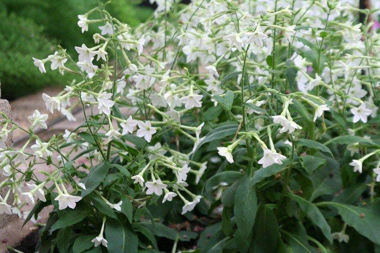 Tabac parfumé - photo