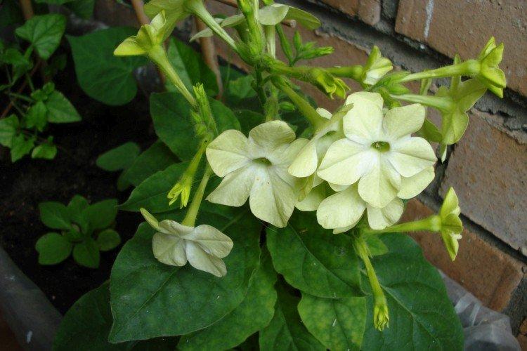 Tabac parfumé - photo