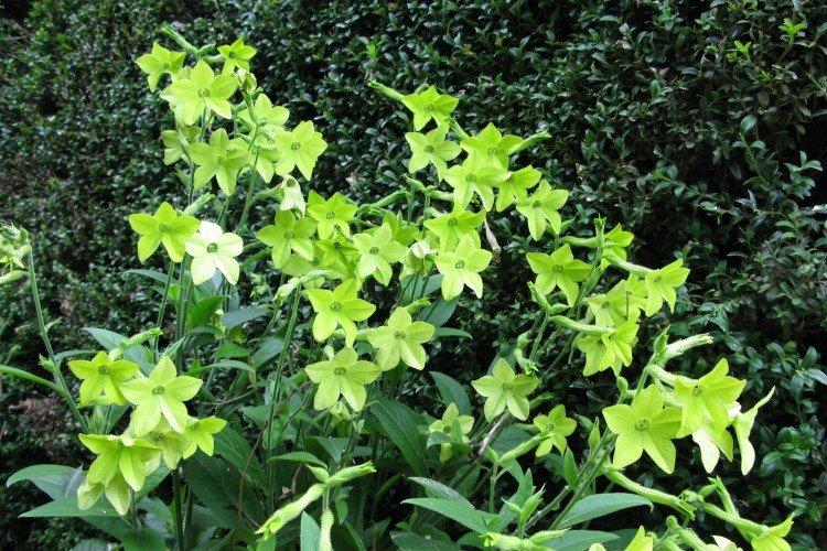 Tabac parfumé - photo