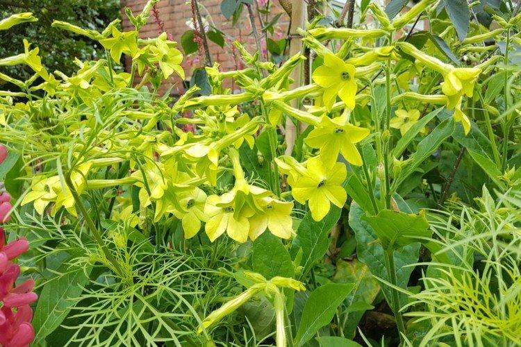 Tabac parfumé - photo