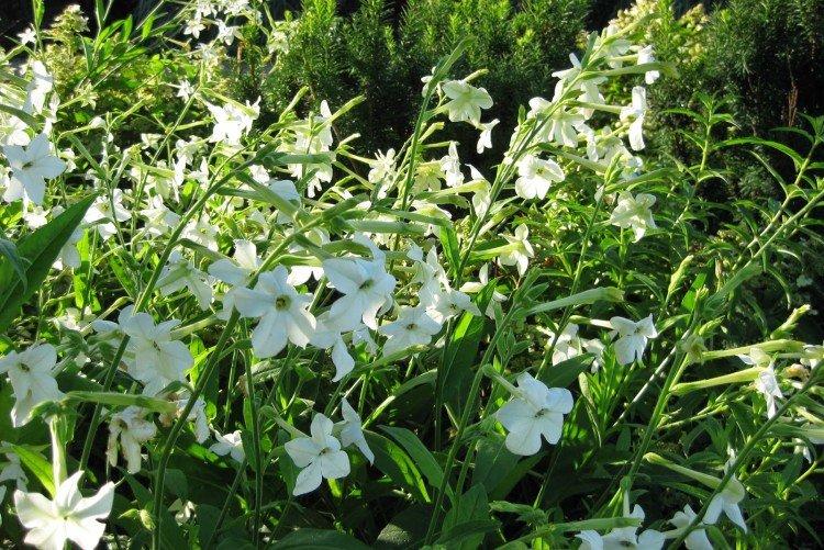 Tabac parfumé - photo