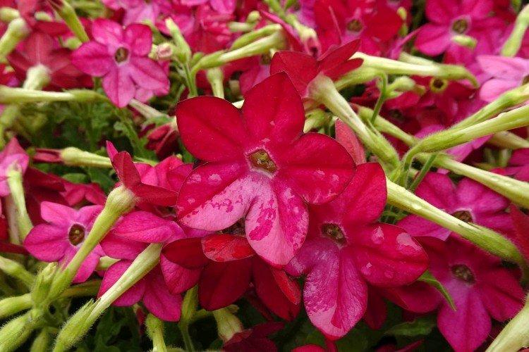 Tabac parfumé - photo