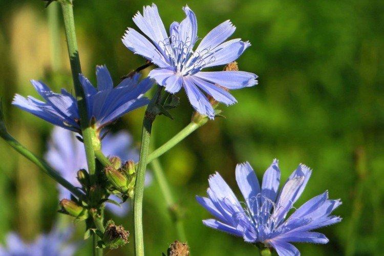 Chicorée commune