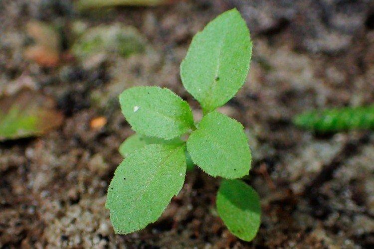 Plantation et sélection