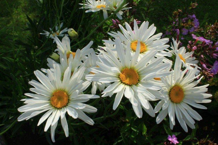 informations générales