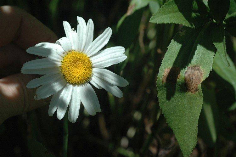 Lutte contre les parasites et les maladies