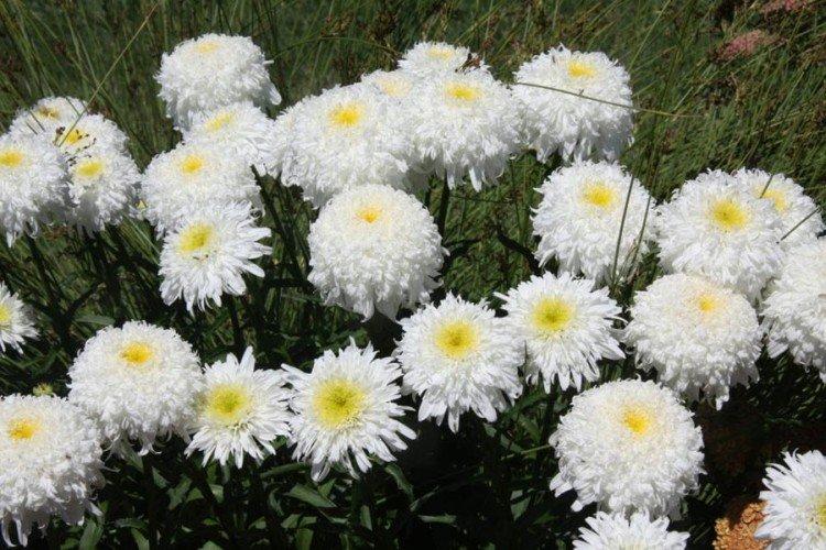 Le plus grand Nivyanik