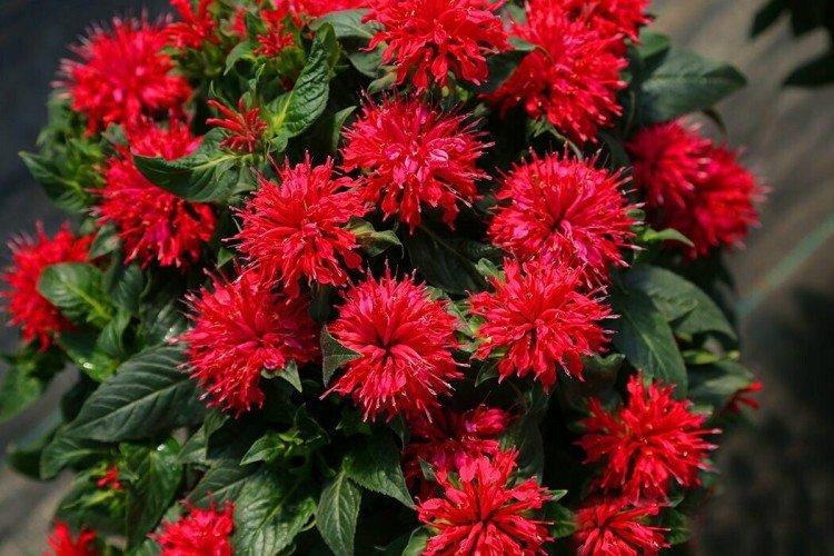 Monarda - photo
