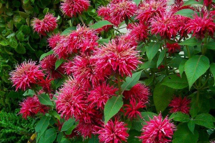 Monarda - photo