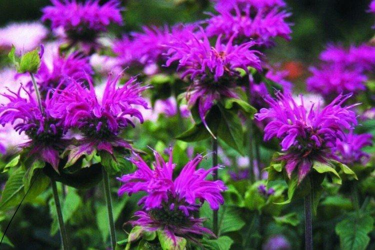 Monarda - photo
