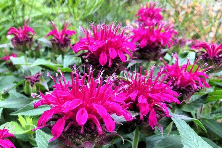 Monarda - photo