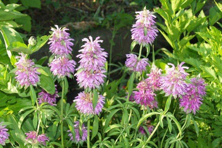 Monarda - photo