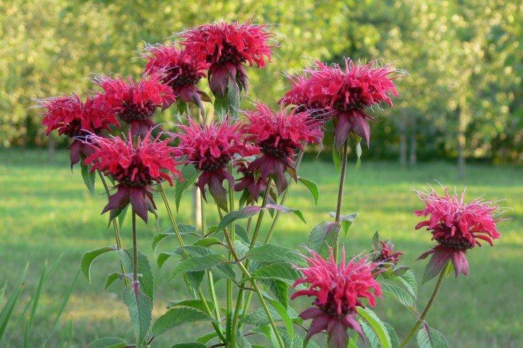 Monarda - photo
