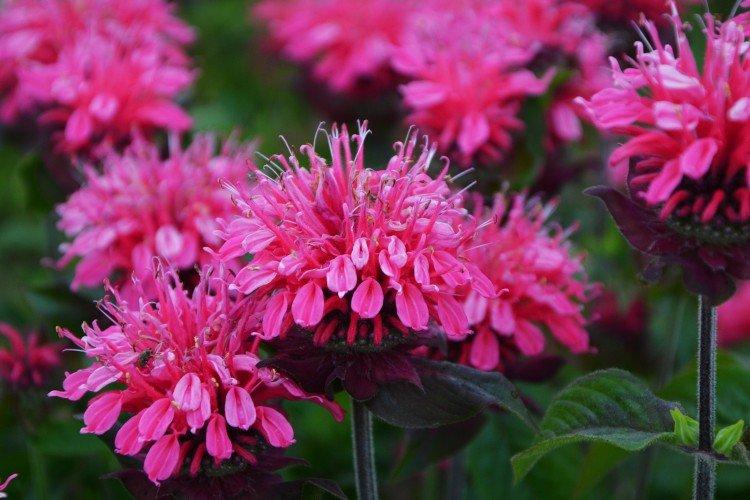 Monarda - photo